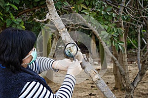 Masked phytologist checking trunk of fig tree