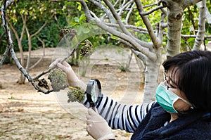 Masked phytologist looking at fig leaves