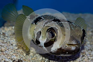 Masked Porcupine Pufferfish