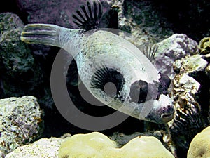 Masked puffer