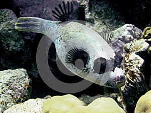 Masked puffer photo