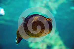 Masked Puffer