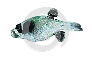 Masked puffer