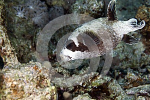 Masked puffer in de Red Sea.
