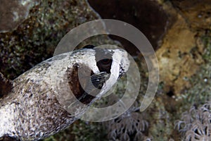 Masked puffer in de Red Sea.