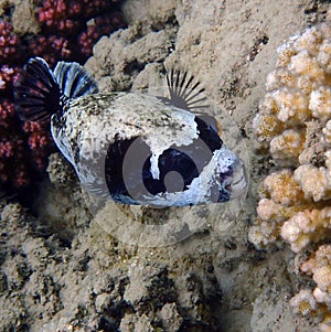 masked puffer fish