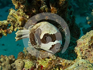 Masked puffer fish arothron diadematus resting on