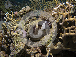 Masked puffer fish resting on a coral