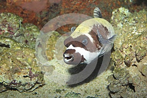 Masked puffer