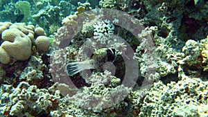 Masked Pufferfish in the Red Sea of Egypt