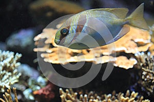 Masked rabbitfish photo