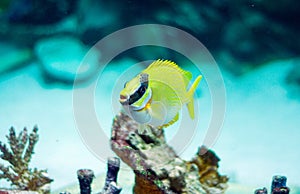 Masked Rabbitfish - Siganus puellus