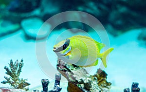 Masked Rabbitfish - Siganus puellus