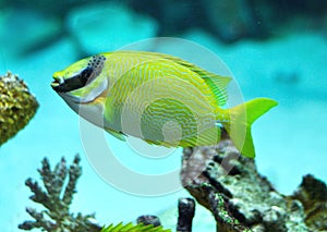 Masked Rabbitfish - Siganus puellus