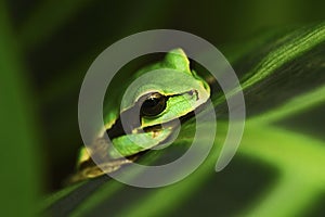 Masked Smilisca, Smilisca phaeota, exotic tropic green frog from Costa Rica, close-up portrait