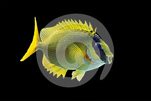 The masked spinefoot on black