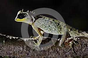 Masked Spiny Lizard Acanthosaura crucigera Close up