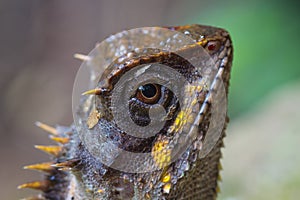 Masked spiny lizard closeup photo