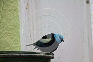 Masked tanager eyeing the camera