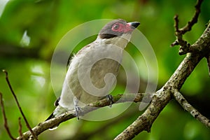 Masked tityra - Tityra semifasciata medium-sized passerine black and white bird with the red beak and eye, tyrant flycatcher photo