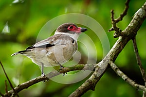 Masked tityra - Tityra semifasciata medium-sized passerine black and white bird with the red beak and eye, tyrant flycatcher photo
