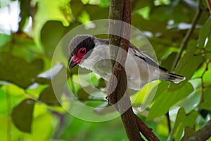 Masked tityra - Tityra semifasciata medium-sized passerine black and white bird with the red beak and eye, tyrant flycatcher photo