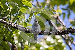 Masked tityra, Tityra semifasciata, on a branch