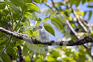 Masked tityra, Tityra semifasciata, on a branch