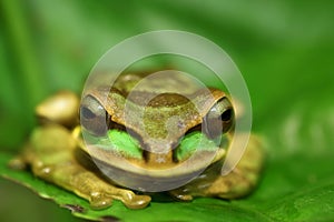 Masked tree frog