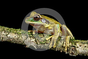 Masked tree frog on branch at night