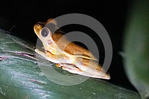 Masked tree frog in Costa Rica