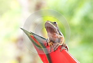 Masked Treefrog on plant