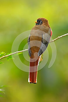 Masked Trogon, Trogon personatus, red and brown bird in the nature habitat, Bellavista, Ecuador. Bird in the green tropic forest.