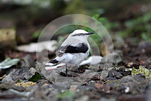 Masked water tyrant  in Equador