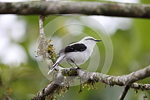 Masked water tyrant  in Equador