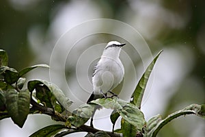 Masked water tyrant  in Equador