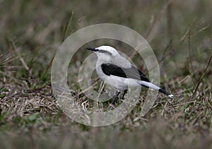 Masked water-tyrant, Fluvicola nengeta