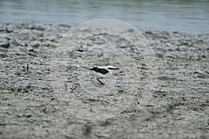 Masked water-tyrant on a mud flat