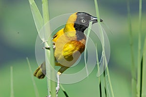 Masked weaver photo