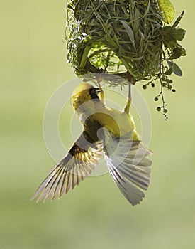 Masked Weaver