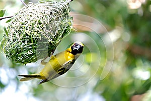 Masked Weaver