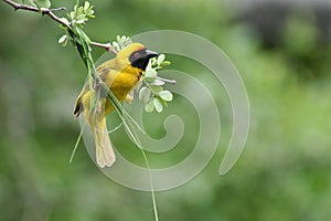 Masked weaver beginning nest, South Africa photo