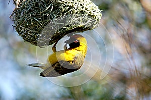 Masked Weaver Bird