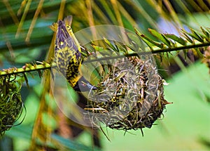 A masked weaver bird building his nest in Zimbabwe