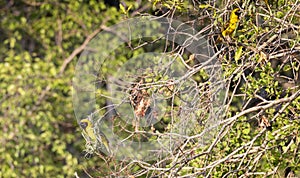 Masked weaver bird perched on nest in Hluhluwe Imfolozi National Park, South Africa photo