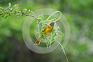 Masked weaver building nest