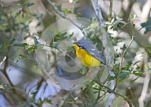 Maskerparulazanger, Tropical Parula, Setophaga pitiayumi