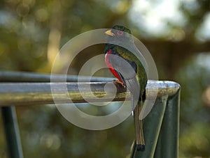 Maskertrogon, Masked Trogon, Trogon personatus