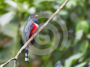 Maskertrogon, Masked Trogon, Trogon personatus