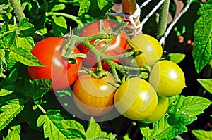 Maskotka cherry tomatoes on plant.